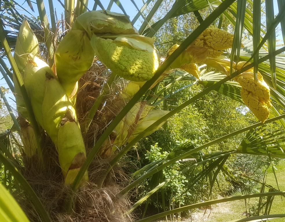 Palme im Garten 1