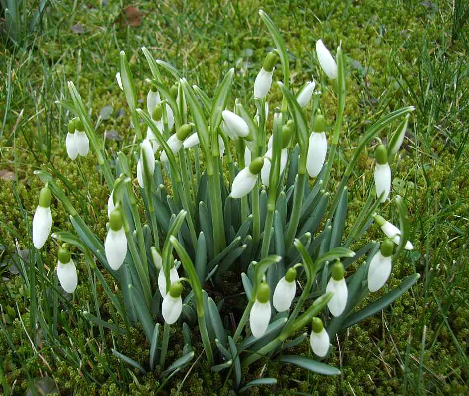 SchneeglöckchenBild1