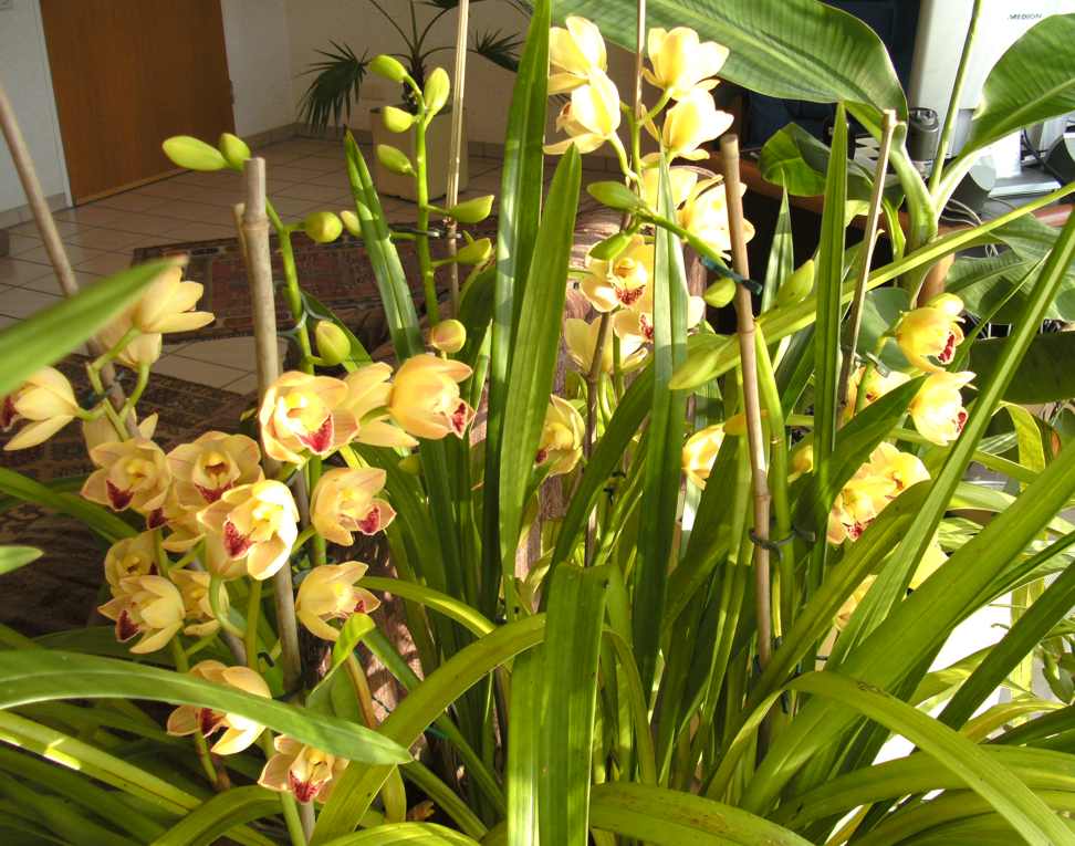 Orchideen3
