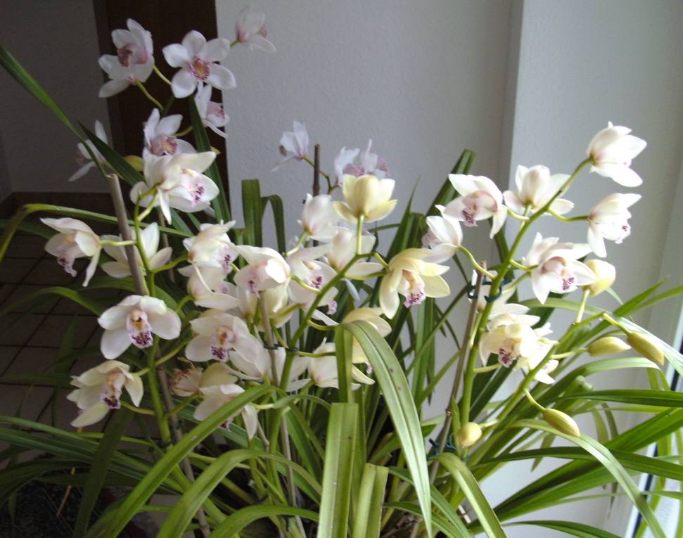 Orchideen5