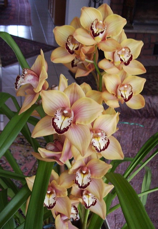 Orchideen7