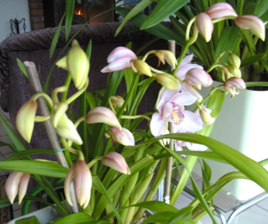 Orchideen8