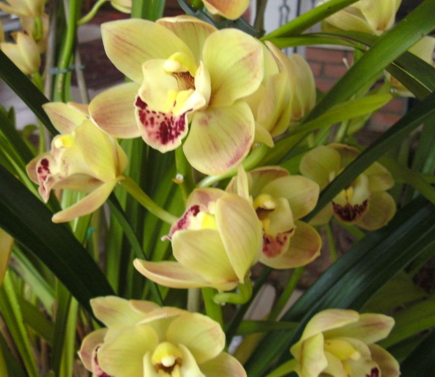 Orchideen9