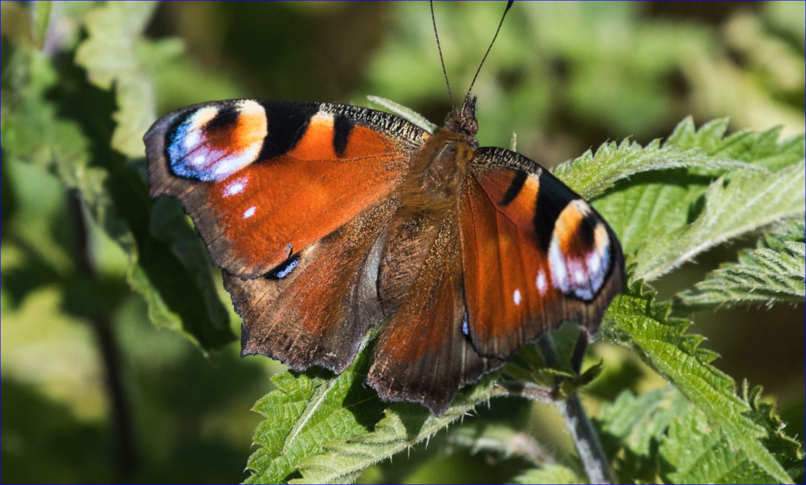 Schmetterling, Pfauenauge